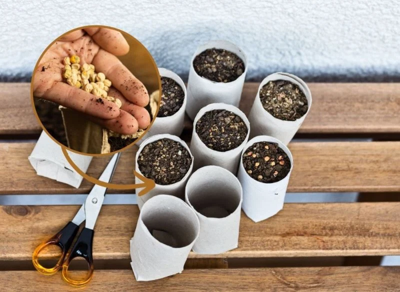 Do wysiewu nasion i produkcji rozsady często wykorzystuje się rolki po papierze toaletowym