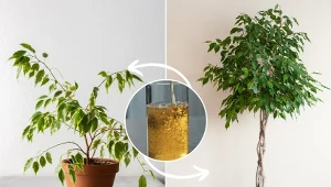 Jak dbać o fikusa i co zrobić, żeby wypuścił nowe liście? Poznaj rewelacyjny sposób.