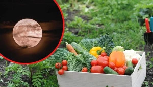 Sprawdźcie, na czym polega uprawa roślin zgodnie z fazami księżyca. Fot. 123RF.com/Canva Pro: Francesco Ungaro