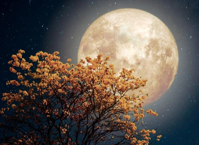 Fazy księżyca mają wpływ na wzrost roślin