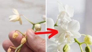 Sprawdź, co zrobić, by pączki storczyka nie opadały.