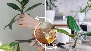 Ukorzenianie pobranych z roślin sadzonek to jedna z najpopularniejszych metod ich rozmnażania.