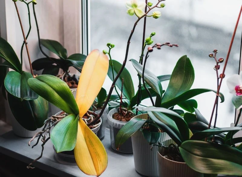 Zimą storczyki najczęściej przechodzą w stan spoczynku