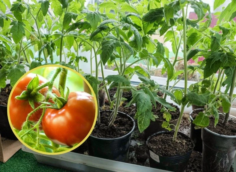 Młode siewki pomidorów pojawiają się już po dwóch tygodniach