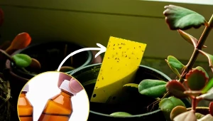 Domowe sposoby na ziemiórki mogą być tak samo skuteczne jak chemiczne preparaty ze sklepu.