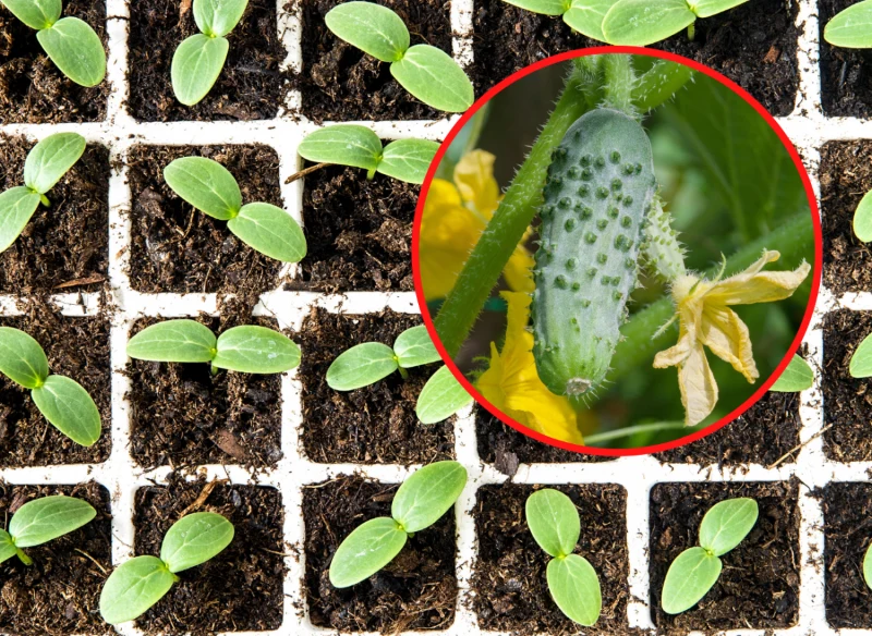 Przygotowanie własnych sadzonek ogórków to nic trudnego