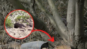 Fot. 123RF.com/ Zbyszek Kaczmarek/Reporter East News