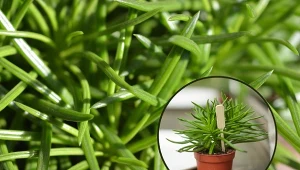 Podpowiadamy, jak zadbać o starca azjatyckiego i jak uprawiać tę roślinę w doniczce.