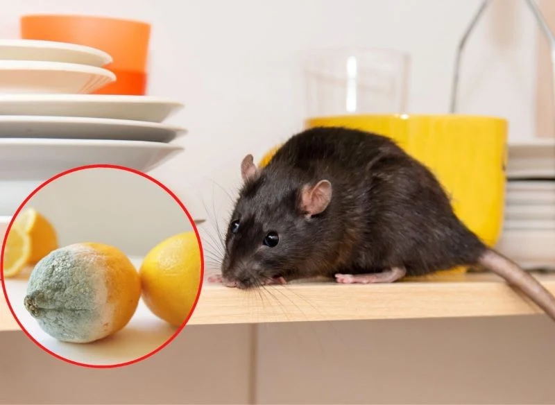 Szczury osiedlają się zwykle w kanalizacji, pod podłogami oraz w piwnicach