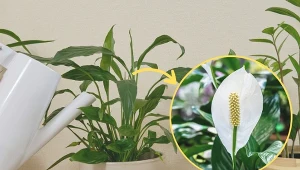 Podlewanie skrzydłokwiatu musi być regularne.