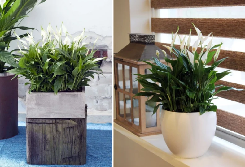 Kwitnące skrzydłokwiaty