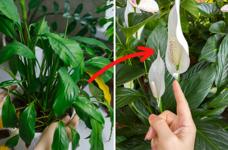 Domowe mikstury stymulują kwitnienie skrzydłokwiatów