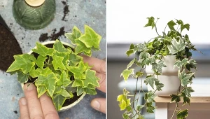 Jeśli chcesz, aby bluszcz w doniczce stał się okazałą dekoracją w twoim domu, wystarczy, że umieścisz w podłożu metalową konstrukcję np. w kształcie kuli, która z czasem zostanie pokryta pędami rośliny.