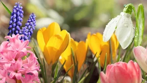 Sprawdźcie, jakie kwiaty cebulowe zwiastują nadejśce wiosny. Fot. 123RF.com/CanvaPro