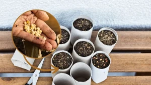 Do wysiewu nasion i produkcji rozsady często wykorzystuje się rolki po papierze toaletowym.