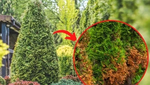 Charakterystyczne brązowienie iglaków po zimie nie wynika z odmrożeń, tylko z braku wody, której roślina nie była w stanie pobrać z zamarzniętej gleby.