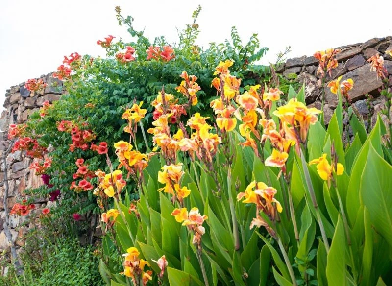 Kanny nadadzą całej kompozycji wspaniałego, egzotycznego charakteru