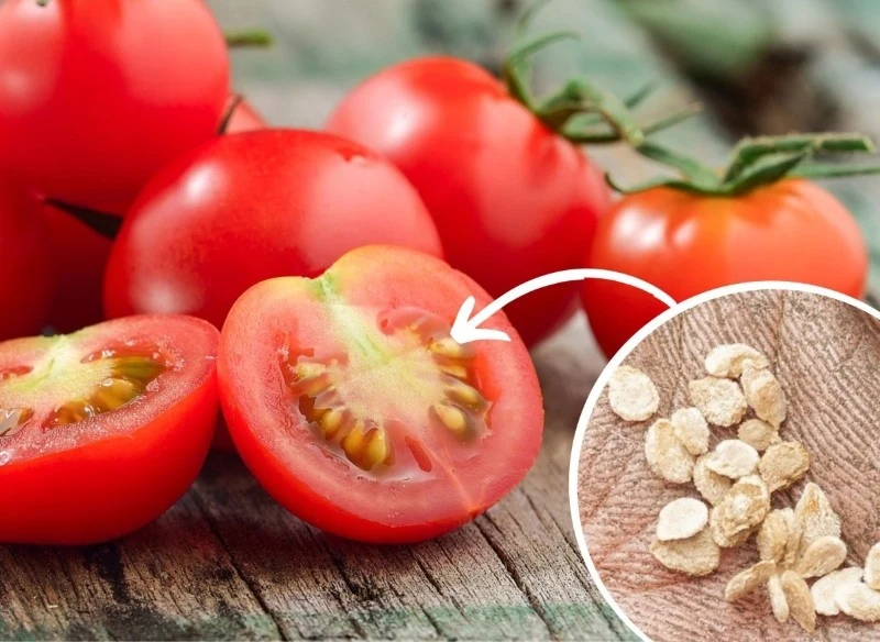 Jedynym typem pomidorów, które nie są najlepszym wyborem do pozyskiwania nasion, są te oznaczone na opakowaniu symbolem F1