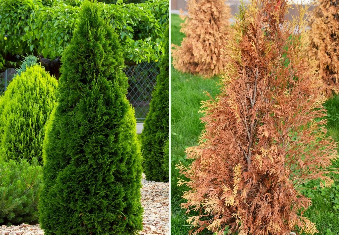 Choroby atakują najczęściej słabe, mało rozwinięte rośliny