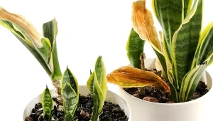 Jak dbać o sansewierię, kiedy gubi liście?