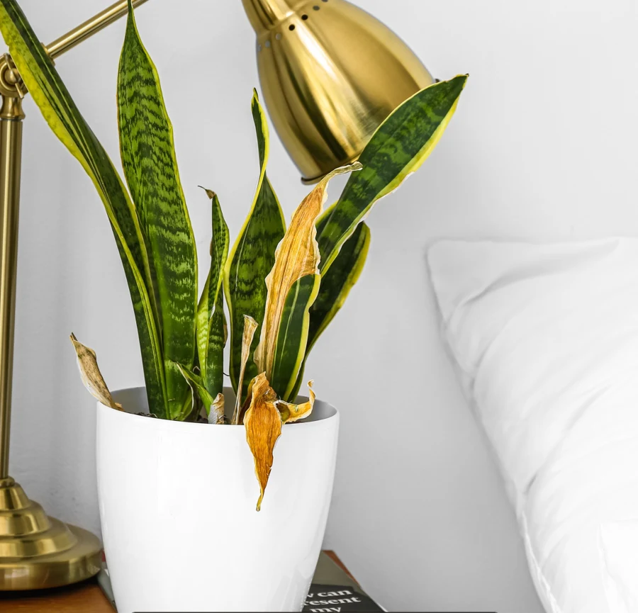 Suche i zniekształcone liście sansewierii mogą być sygnałem, że umiera ona z powodu braku wody