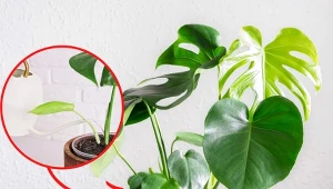 Wyjaśniamy, jakim nawozem podlewać monsterę, by wypuszczała nowe liście.