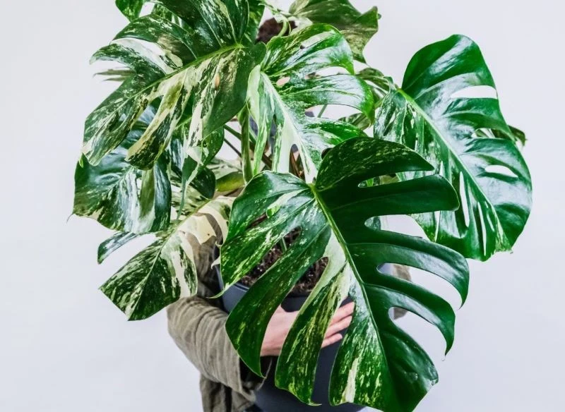 Ceny niektórych odmian monstery sięgają nawet kilku tysięcy złotych