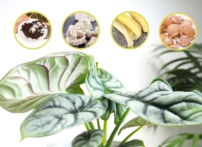 Domową odżywkę dla naszych roślin można wykonać także samodzielnie