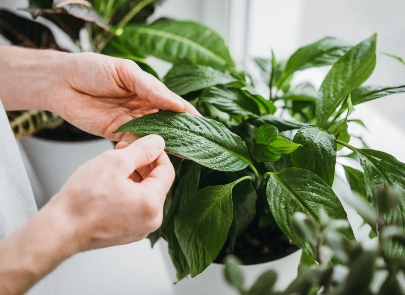 Poznajcie listę roślin, które pochłaniają wilgoć z powietrza.