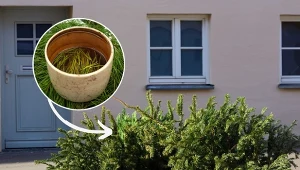 Choinkę po świętach można wykorzystać na wiele sposobów.