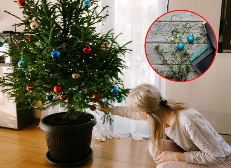 Choinkę rosnącą w doniczce możesz po świętach wystawić na balkon lub wysadzić do ogrodu