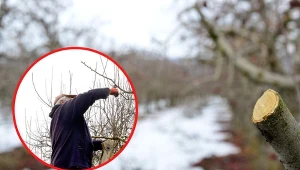 Drzewa owocowe można przycinać już w połowie stycznia.