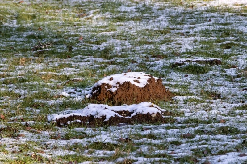 Krety w Polsce są objęte częściową ochroną gatunkową