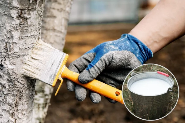 Bielenie drzew owocowych to jeden z ważniejszych zabiegów w sadzie