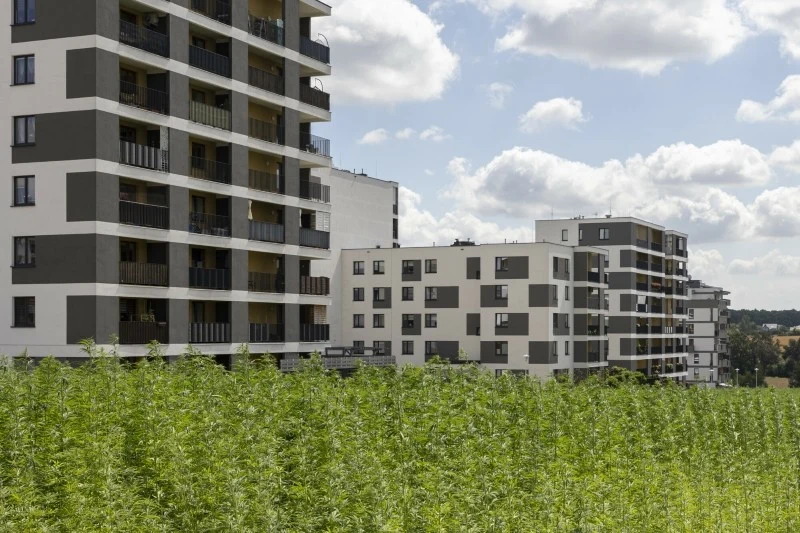 Pole konopi między blokami w Lublinie