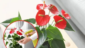 Anturium Andrego znane jest też jako „kitnia” czy „kwiat flamingów”. To popularna roślina doniczkowa.
