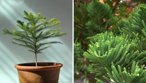 Araukaria przypomina wyglądem drzewko iglaste, dlatego nazywana jest jodłą pokojową. Fot.123RF.com/pixabay.com