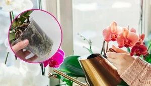 Podlewanie to bardzo ważny zabieg w pielęgnacji storczyków.