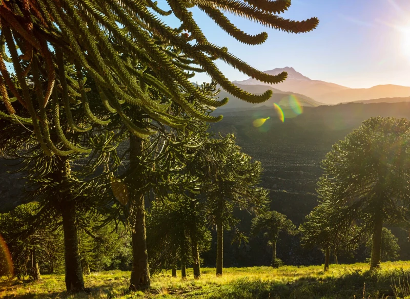 W naturalnym środowisku jodła pokojowa może osiągnąć nawet 70 m wysokości