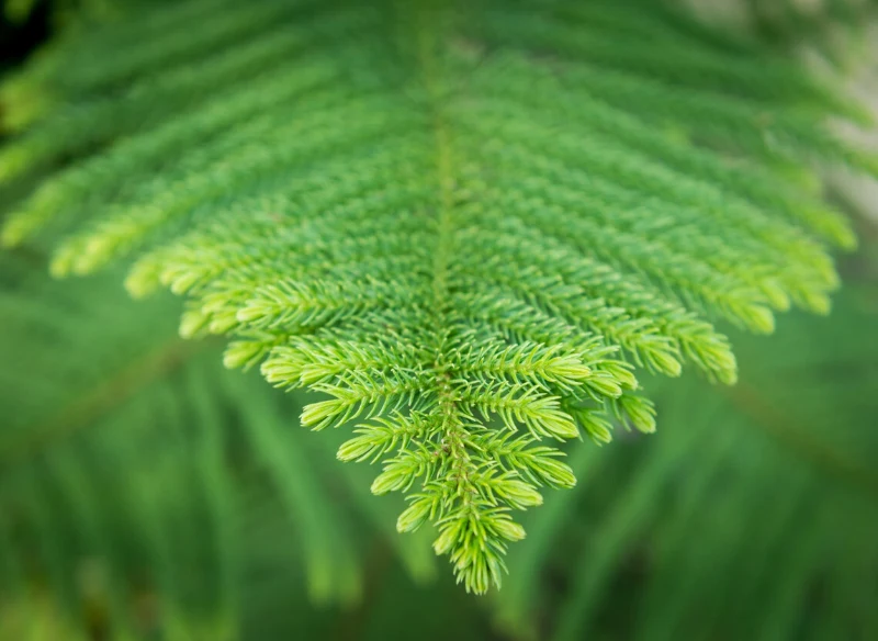 Sadzonki do rozmnażania jodły pokojowej pobiera się z pędów wierzchołkowych