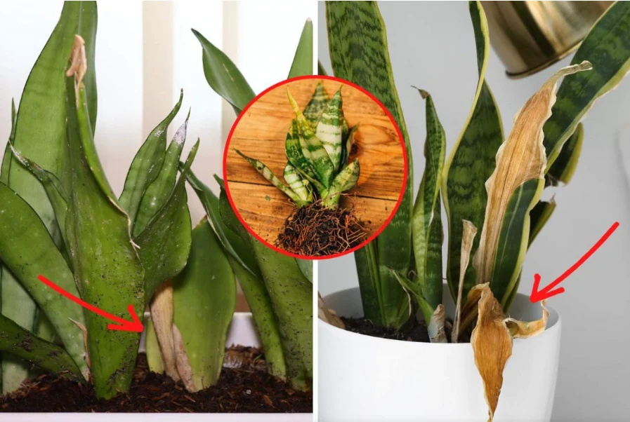 Sansewieria gwinejska ma również właściwości oczyszczające powietrze