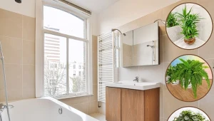 Jest wiele odmian i gatunków roślin, które doskonale sprawdzą się w łazience.