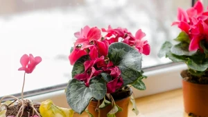 Nadmierne podlewanie to największy błąd w uprawie cyklamenów.