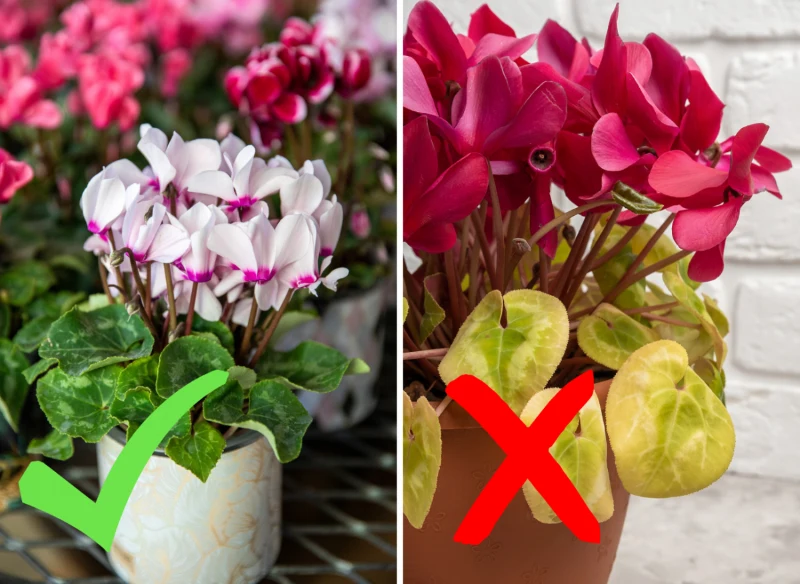 Cyklamen perski bardzo źle znosi przelanie