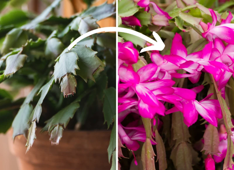 Sprawdźcie, co zrobić, by grudnik zakwitł pełnią barw na święta