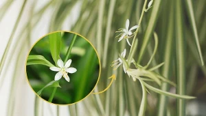 Liście zielistki nie tracą na urodzie przez wiele sezonów.