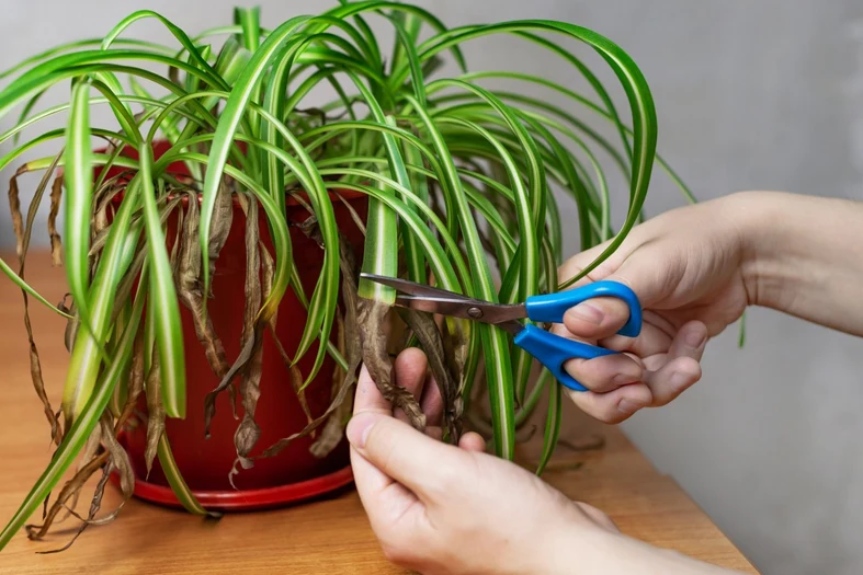 Zimą liście zielistki mogą mieć suche końcówki od zbyt suchego i ciepłego powietrza