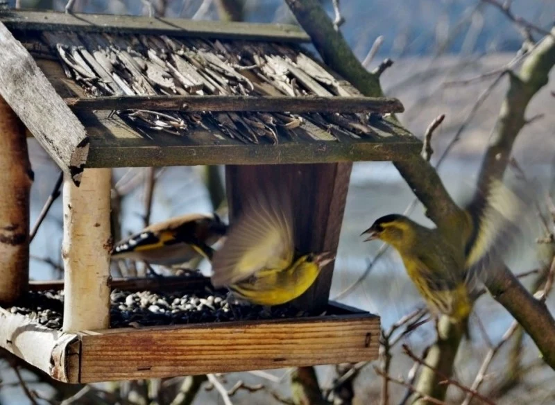 W okresie zimowym warto wpierać ptaki w ogrodzie