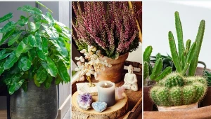 Jakie rośliny przynoszą pecha? Sprawdź!