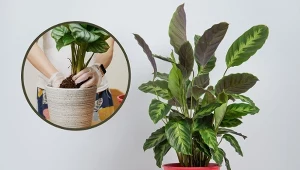 Kalatea to gatunek, który uchodzi za kapryśny i nie należy do najłatwiejszych roślin w uprawie.